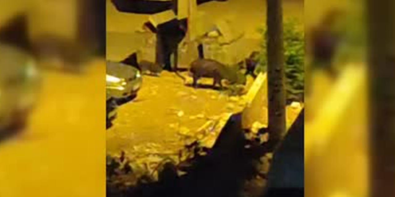 Ayaş sokaklarında gece nöbeti: Aç kalan domuzlar ilçe merkezine indi