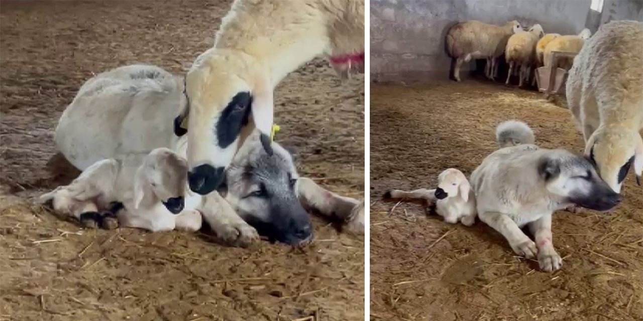 Kangal ile koyunun sımsıcak dostluğu yürekleri ısıttı