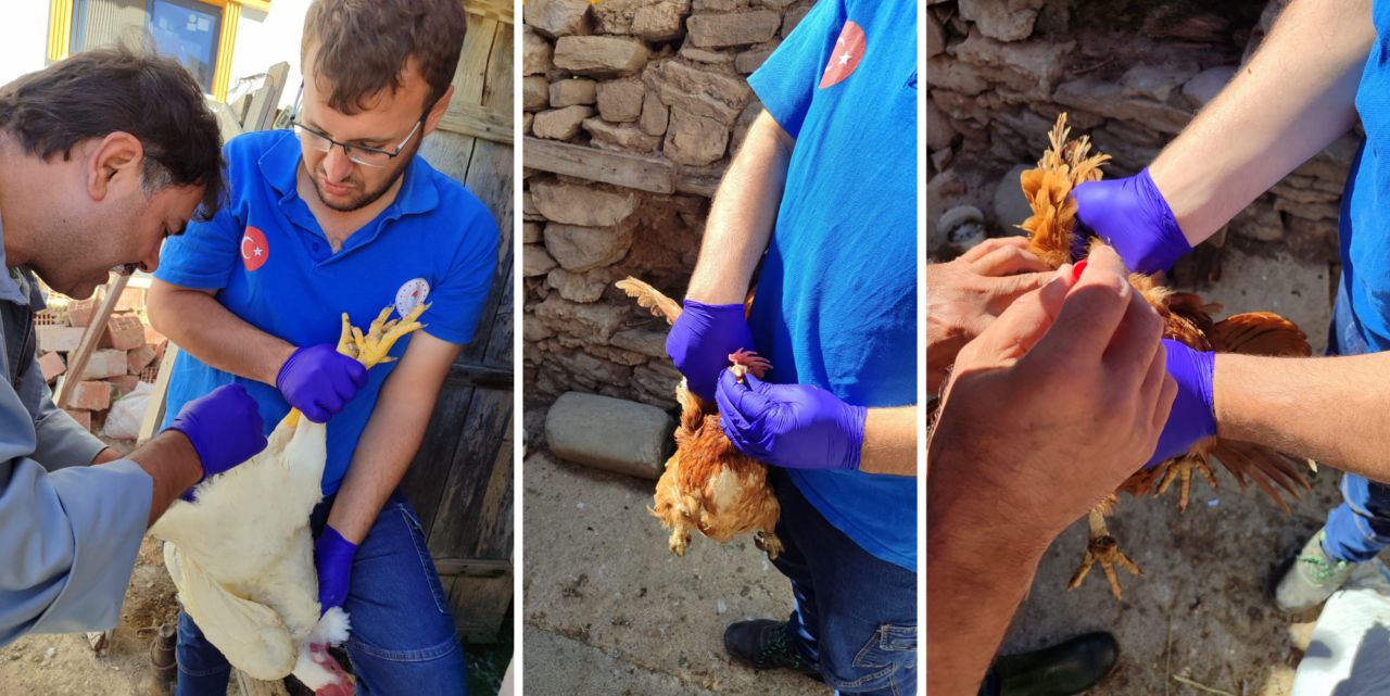 Kuş gribini önlemek için yapıyorlar