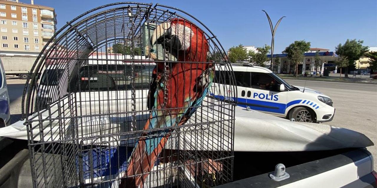 Restorana papağan operasyonu: Yasaklı tür ele geçirildi