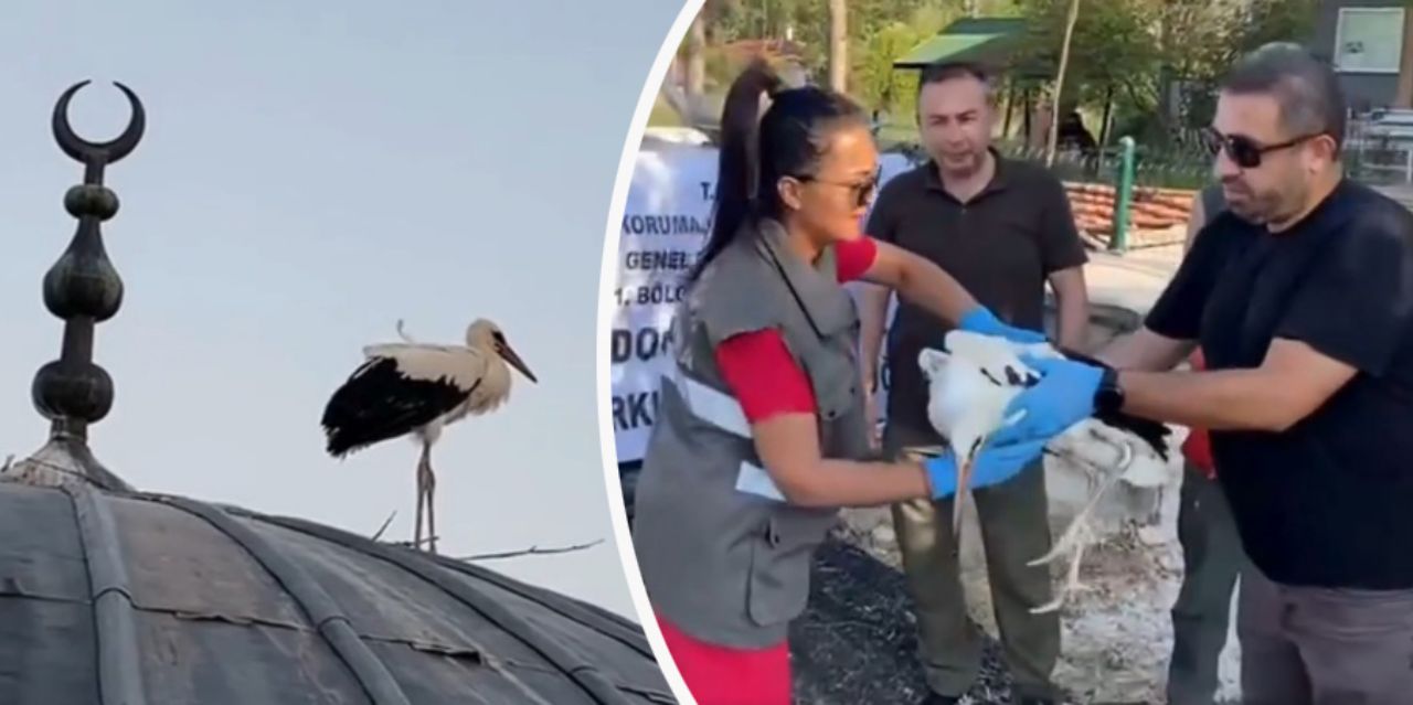 Yuvasından düşen leyleğe imam sahip çıktı