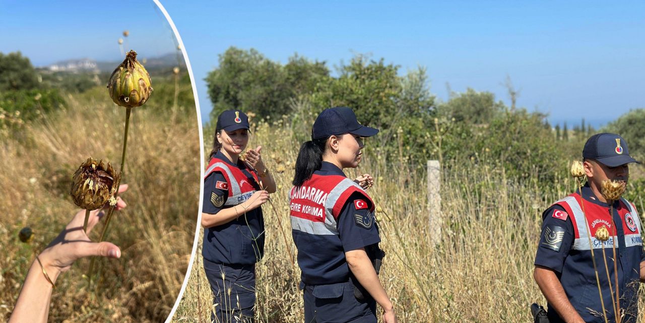 Bu çiçeği koparmanın cezası 557 bin lira