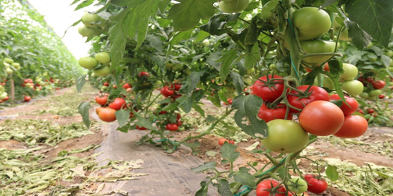 70 derecede yetişen Sakar domatesi sofralara lezzet katıyor