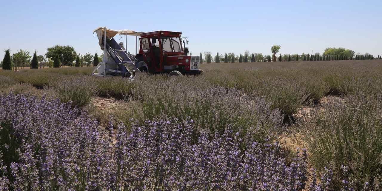 Karatay’da lavanta zamanı, hasat ekonomiye dönüşüyor