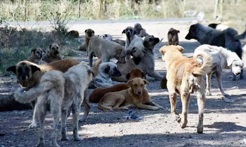 Türkiye’de 6,5 milyon sokak köpeği var: Kısırlaştırma şart!