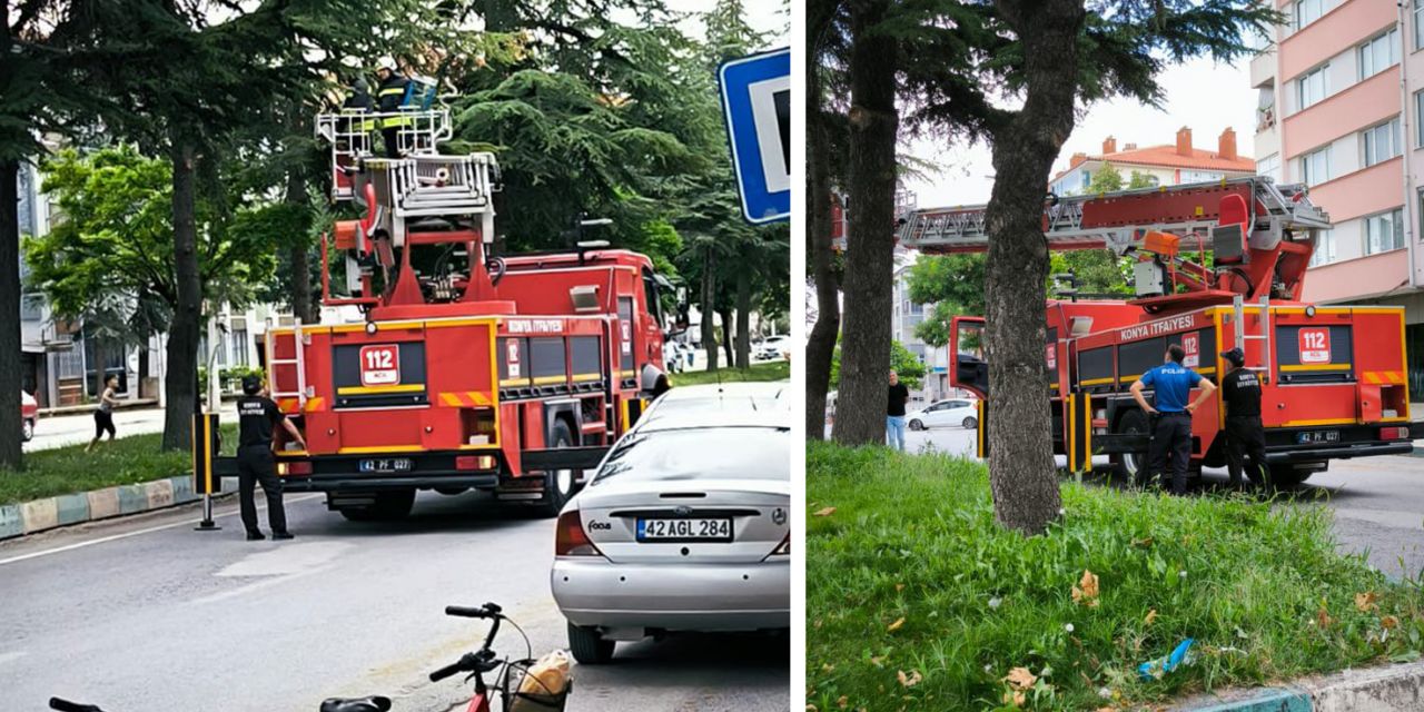 Kuş kurtarma operasyonu