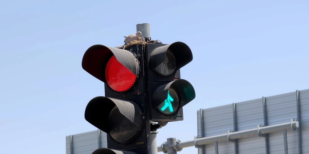 Kumru, trafik ışığından yuva yaptı