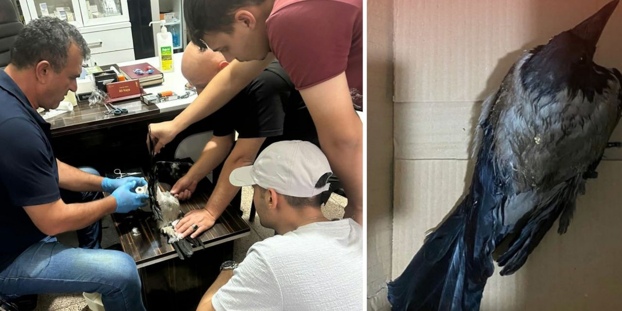 Yaralı kuzguna şefkat eli değdi