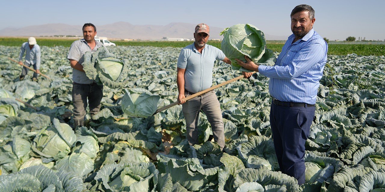 Niğde’de ata tohumu beyaz lahana hasadı başladı: 100 yıllık miras tarlalarda