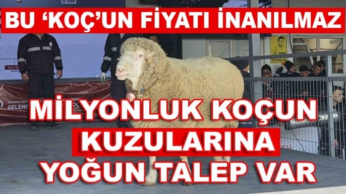 Milyonluk koçun kuzuları için Türkiye genelinden yoğun talep