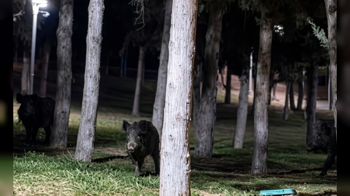 Tavusbaba'da domuzlar cirit atıyor