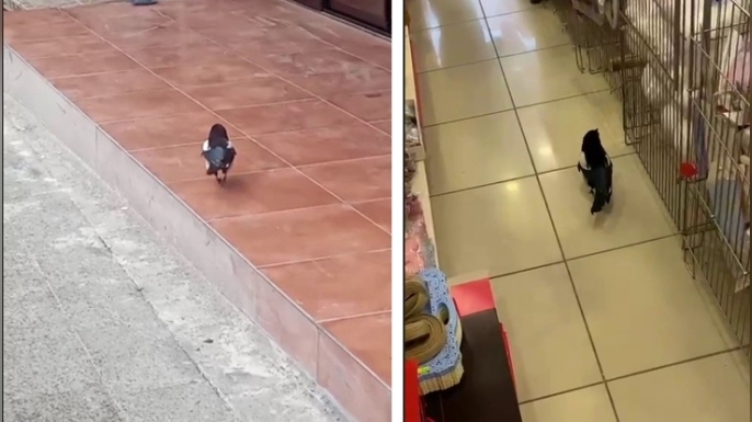 Yağmurdan kaçan yavru karga, iş yerine sığındı ve kurtarıldı