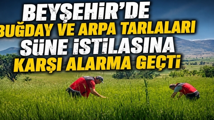 Beyşehir’de buğday ve arpa tarlaları süne istilasına karşı alarma geçti