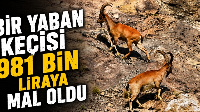 Bir yaban keçisi 981 bin liraya mal oldu