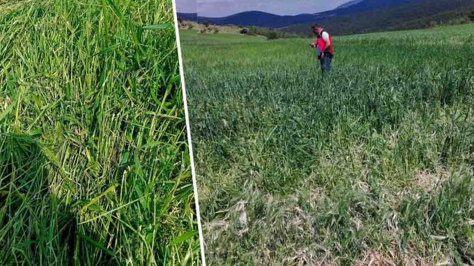 Ilgın’da dolunun zararı belirleniyor: Ekipler sahada