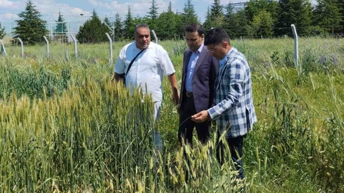 Sağlıklı buğday Sarayönü’nde yetişecek!
