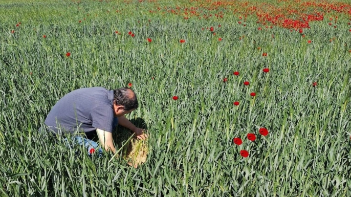 Sarayönü’nün süne raporu çıkarılıyor