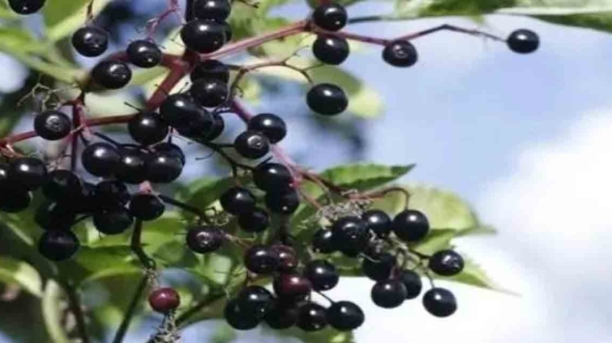 Akciğer dostu besin belli oldu: Kara mürverin faydaları şaşırtıyor!