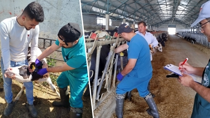 Konya'da hastalıktan ari işletmeler yakın takipte