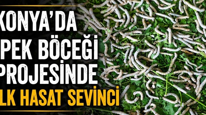Konya'da ipek böceği projesinde ilk hasat sevinci