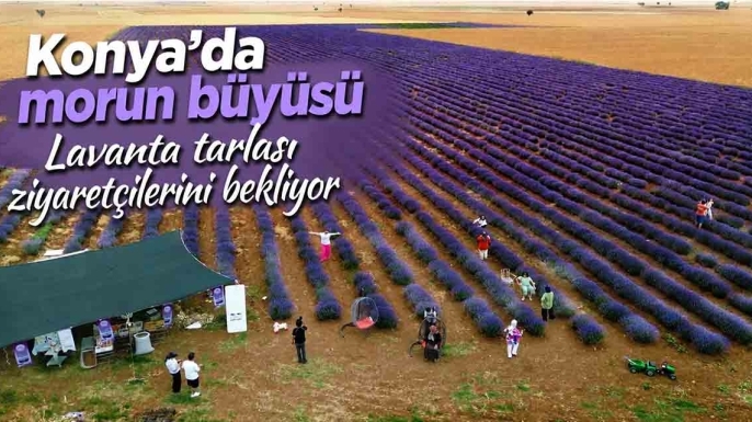 Konya'da morun büyüsü: Lavanta tarlası ziyaretçilerini bekliyor