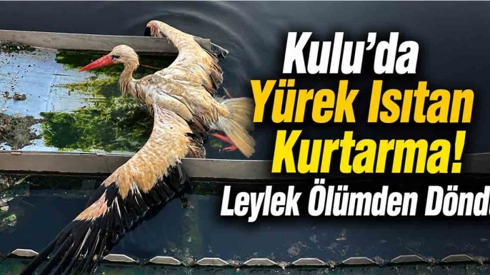 Kulu'da Yürek Isıtan Kurtarma! Leylek Ölümden Döndü