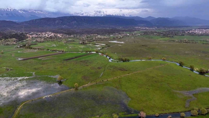 Apsıngır Ovası, leyleklerin yemyeşil durağı oldu 2