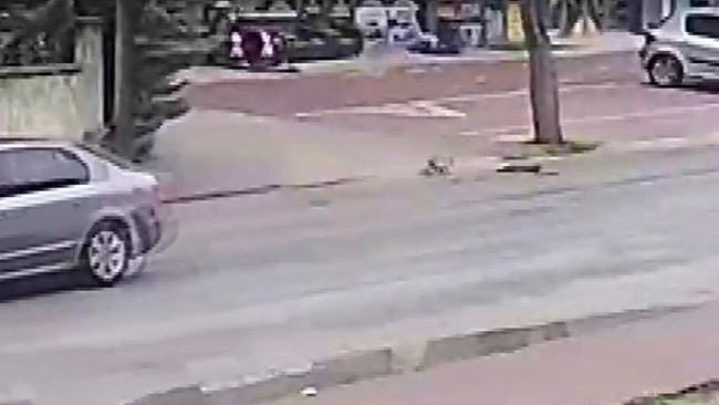 Yavru kedinin yürek burkan sadakati: Annesinin başında bekledi 3