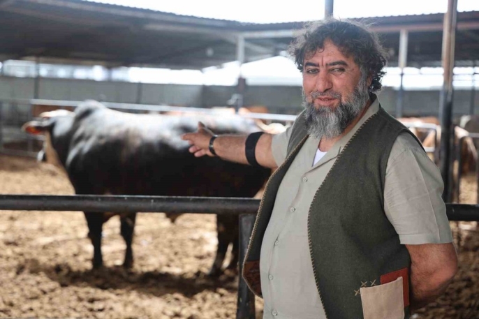 1 tonluk boğa, özenle yetiştirildi ve 500 bin liraya satıldı 2