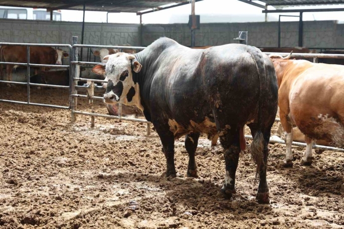 1 tonluk boğa, özenle yetiştirildi ve 500 bin liraya satıldı 3