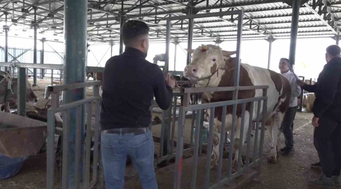 Kurban Bayramı öncesi Eskişehir hayvan pazarının gözdesi: 780 kiloluk \