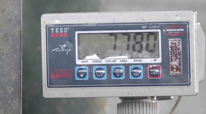 Kurban Bayramı öncesi Eskişehir hayvan pazarının gözdesi: 780 kiloluk \