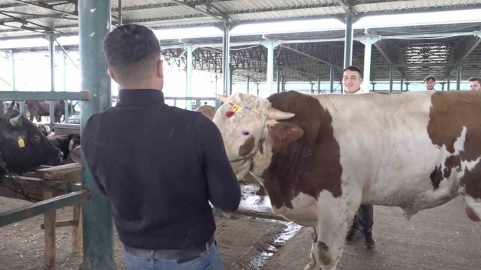 Kurban Bayramı öncesi Eskişehir hayvan pazarının gözdesi: 780 kiloluk \