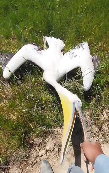 Pelikanların tarlada mola vermesi çiftçilerin ilgisini çekti 2
