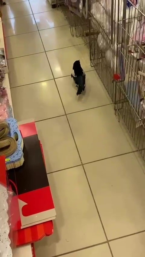 Yağmurdan kaçan yavru karga, iş yerine sığındı ve kurtarıldı 2