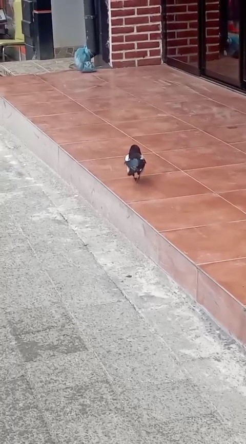 Yağmurdan kaçan yavru karga, iş yerine sığındı ve kurtarıldı 3