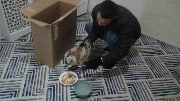 Yaralı kızıl şahini evinde besleyip doğaya kazandırdı 1