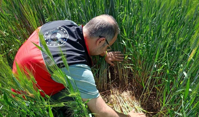 Beyşehir’de buğday ve arpa tarlaları süne istilasına karşı alarma geçti: Saha çalışmaları hızlandı 2