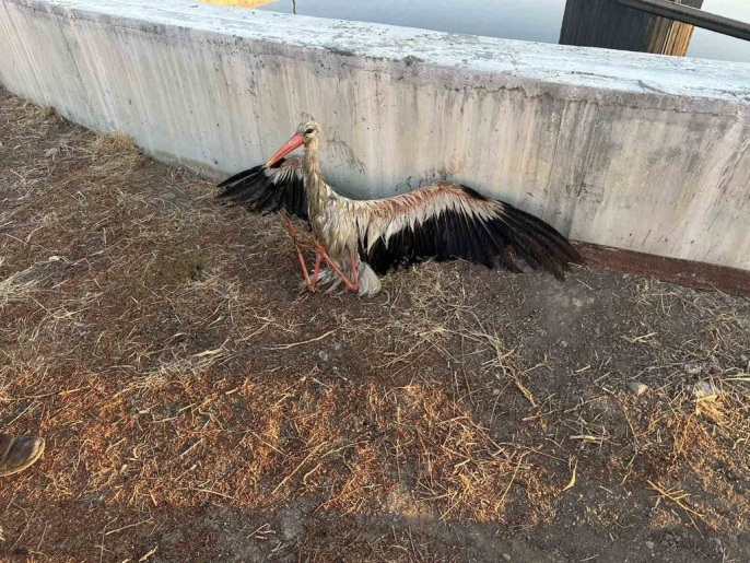 Kanalda mahsur kalan leyleğe itfaiye seferberliği: Kurtarma operasyonu nefes kesti! 1