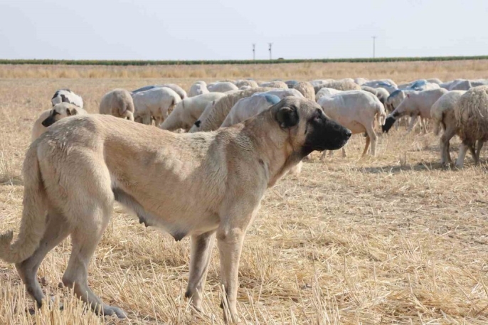 Konya\