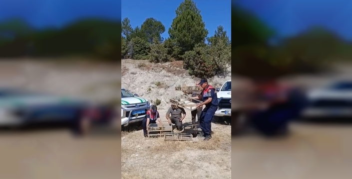 142 saka kuşu doğaya geri döndü
