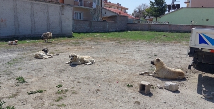Başıboş köpeklerin sağlığı üniversiteye emanet