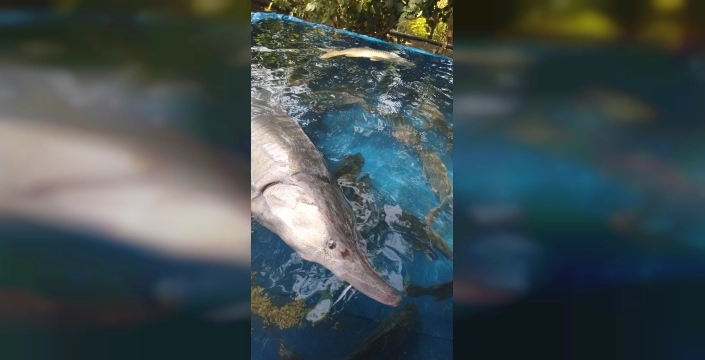 Palu'da nadir Sibirya Mersin balığı yakalandı