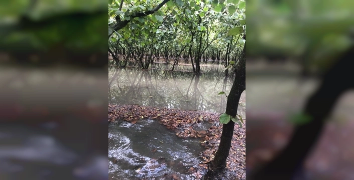 Samsun'da yağış fındık hasadını vurdu