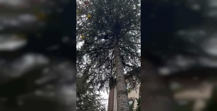 Ağaçta mahsur kalan kedi, itfaiye ekiplerince kurtarıldı