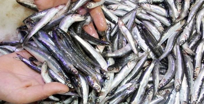 Kötü haberi TÜİK verdi: Karadeniz’de ‘hamsi alarmı’