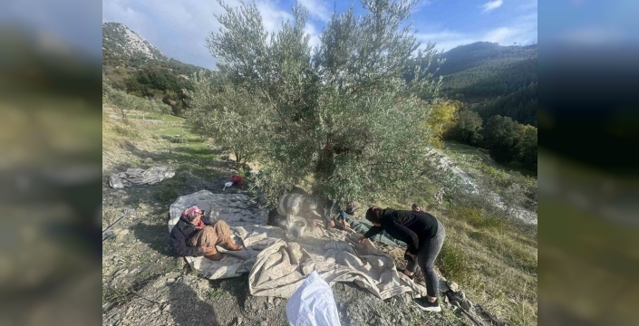 88 yaşındaki Emine nine zeytin hasadında gençlere taş çıkarıyor: 'İnsan çalışırsa yaşlanmaz'