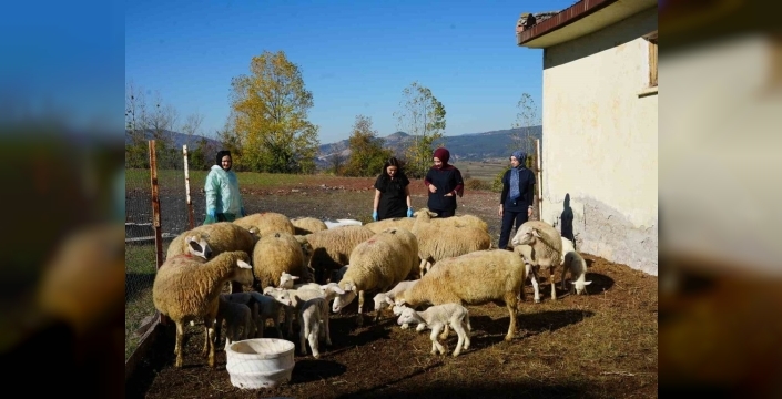 Flaş gelişme: 13 koyundan sürpriz doğum! Kastamonu'da hayvancılıkta çığır açan başarı