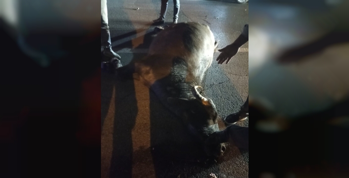 Muş'tan Van'a giden ambulansın yolcusu: Yola aniden çıkan manda!