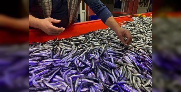 Bolu pazarı'nda hamsi fiyatları düştü: 150 liraya taze balık fırsatı!
